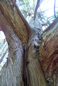 Cedar tree in wetland