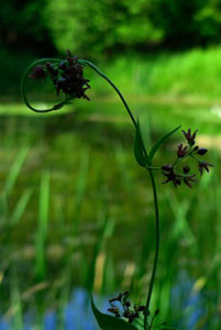 Wetland fern